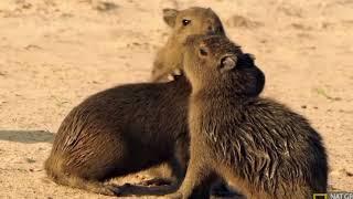 ok I pull up #capybara