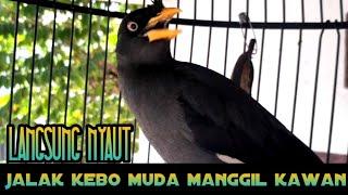 jalak kebo muda manggil kawan 100% ampuh memancing bunyi jalak kebo apapun auto nyaut