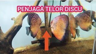 DISCUS BERTELUR TAPI TIDAK PERNAH JADI