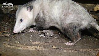 An American opossum  Up close and very VERY personal