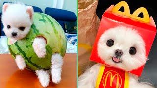 Cute Pomeranian Puppies Doing Funny Things #6  Cute and Funny Dogs - Mini Pom