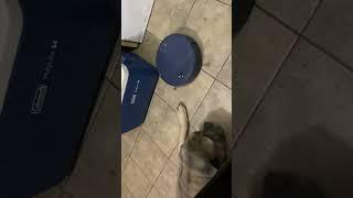 Bullmastiff arguing with the robot vacuum