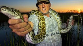 Pythons are Growing Out Of Control and Killing The Everglades