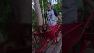 Orangutans love wheelbarrows #orangutan #primate #ape #cuteanimals #babyanimals