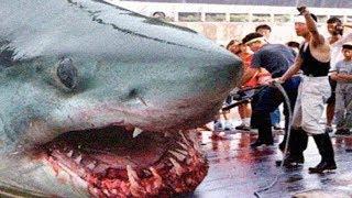 THE BIGGEST GREAT WHITE SHARKS Ever 