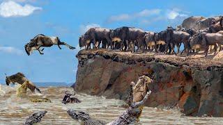Incredible The Wildebeests Dangerous Migration Journey Through Crocodile Swamp  Animal Planet