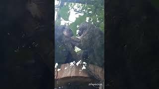 Zoo обезьяны забота и ласка  ухаживание.