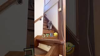 ちょっと落ち着け‼️短足マンチカン#shorts