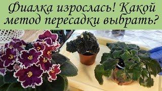 Какой метод пересадки фиалки выбрать? Полная замена грунта или частичная? Не что обратить внимание?