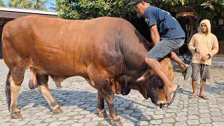 ATRAKSI SAPI RAKSASA PiCOLO SETIA FARM‼️