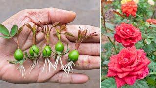 How to grow roses from rose calyx  Great idea for beginner