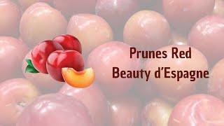 PRUNES RED BEAUTY d’Espagne Louis Rosario Perpignan - Saint Charles International