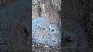 Tawny owl chick determined to see outside nest
