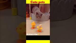 Cute pets dogs and cats #shorts #tiktok