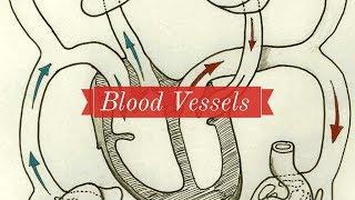 Blood vessels-Circulatory System 3-Leaving Cert Biology