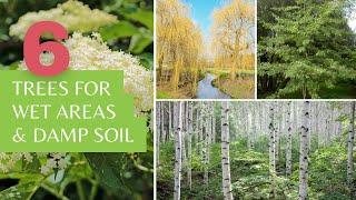 6 Trees for Wet Areas and Damp Soil Types