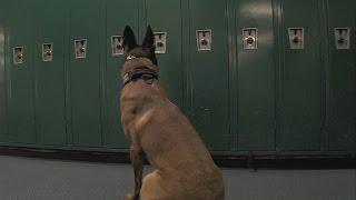 Drug dogs pay a visit to one Wabash Valley school as a routine search