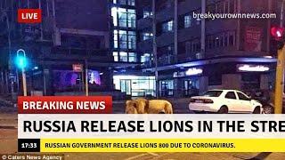 Russia Release 800 Lions and Tiger in the Russian streets  Due to Coronavirus.