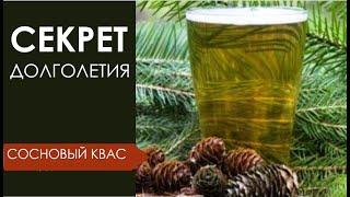 Хвойный квас - продлевает жизнь в 2 раза Секрет долголетия Рецепт кваса. @IrinaLavande