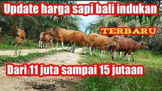 Harga sapi bali indukan dari mulai 11 juta sampai 15 jutaan Terbaru