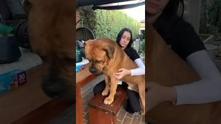 Big Boerboel Missed His Human Sister #shortsfeed #short #trendingshorts #boerboel