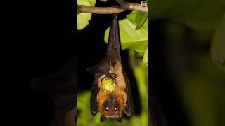 Why do bats hang upside down 