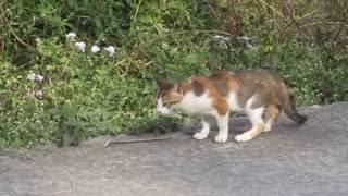 Cat and Mongoose fight - Cat runs away