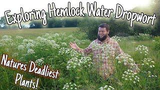 Exploring Hemlock Water Dropwort One Of The Deadliest Plants On Earth ️