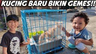 ALASAN KENAPA DIMAS DAN DITDIM FAMILY SENENG KUCING..