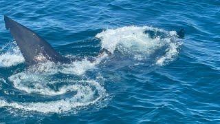 Basking Shark sighting in Stellwagen Bank National Marine Sanctuary