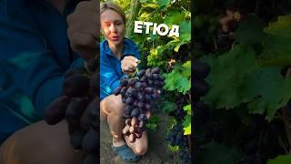 ￼Етюд новый селекция виноград