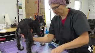 SEVERELY Matted SCHNAUZER Puppy UPDATE