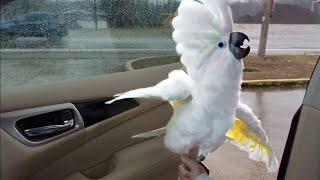 Confused Cockatoo Potty Trained In The Car?