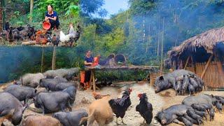 Living alone in the forest raising hundreds of pigs chickens and ducks. life in the green forest