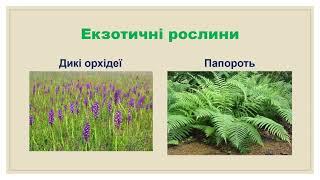 Рослинний  і тваринний  світ моєї місцевості. 5 клас Кузьміч Домініка