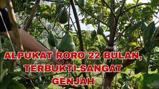 ALPUKAT RORO 22 BULAN PANEN TERBUKTI GENJAH