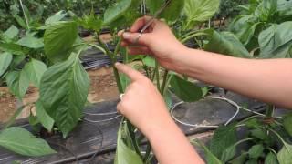 HOW TO PRUNE GREENHOUSE BELL PEPPERS FOR BEST PRODUCTION