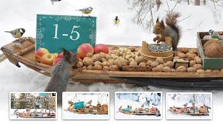 The Traveling Bird Feeder 1-5  Relax With Squirrels & Birds  6 Hours 