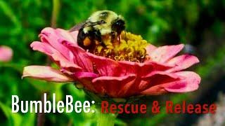 Bumble Bee Rescue