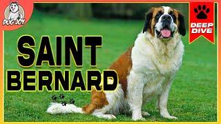 Gentle Giants A Complete Guide to SAINT BERNARDS