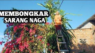 MEMBONGKAR SARANG NAGA