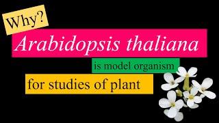 Arabidopsis thaliana is a model organism for plant studies WHY?