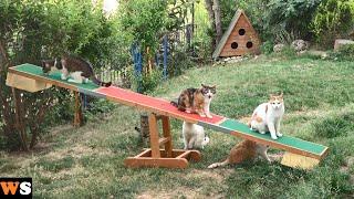 Outdoor Cats Seeing a Seesaw For The First Time
