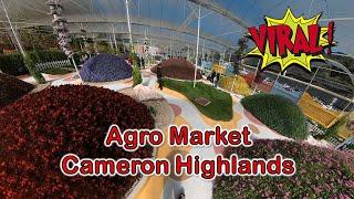 Agro Market Cameron Highlands Pahang Tempat Baru dan Viral