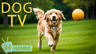DOG TV Best Entertainment Video Reliev Dog Anxiety Home Alone - The Ultimate Dog Music Collection