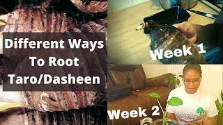 Different Ways To Root Taro - Dasheen