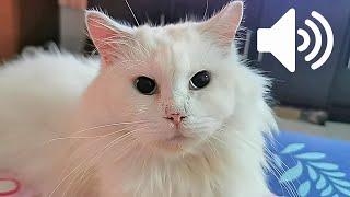 REAL FEMALE CAT IN HEAT SOUND - PRANK YOUR PETS