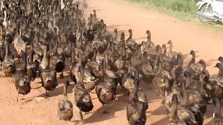 OMG Amazing 10000 Ducks Cross The Road In Perfect Formation  Lots of Ducks Army Walking on Road