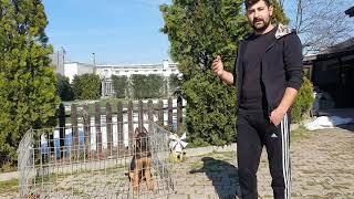 KÖPEĞİM KULAKLARINI DİKMEDİ ?NE ZAMAN DİKER ?