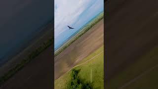 фпв догонялки #fpv #wings #drone